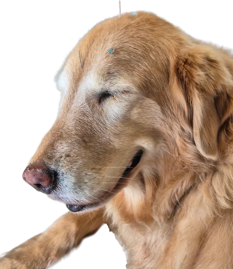 Golden retriever de olhos fechados, tranquilo, com uma agulha de acupuntura na cabeça