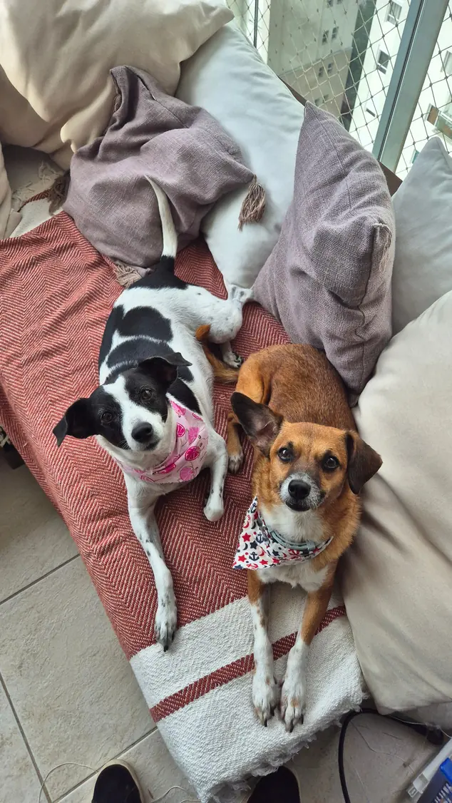 Dois cachorros pequenos deitados juntos numa cama, em casa